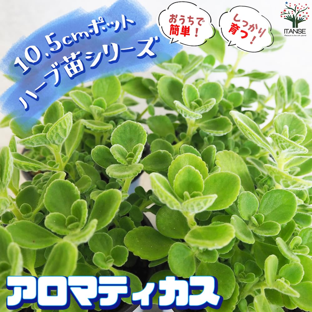 Amazon.co.jp: ITANSE ハーブ苗 アロマティカス 10.5cm 4個